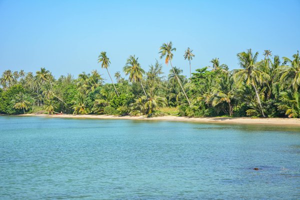 What wildlife should you be aware of when camping in the New Forest?